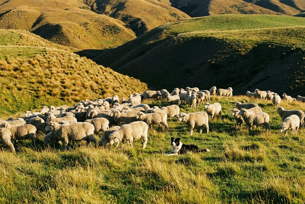 A settled flock grazing peacefully on lush pasture with a border collie resting nearby