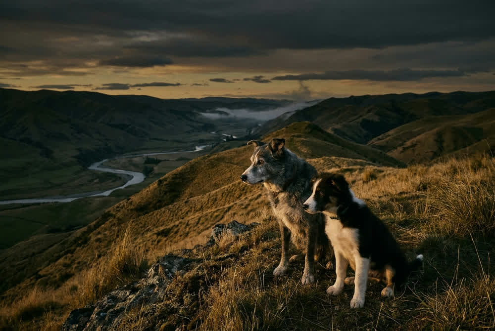 An old border collie and a young border collie sitting together on a ridge at last light